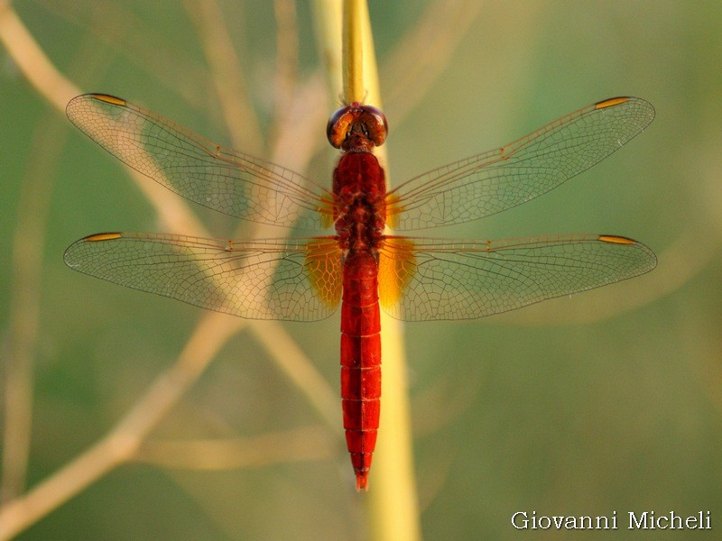 Crocothemis erythraea? - S! maschio